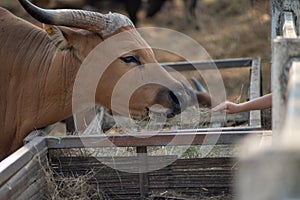 A kid is feeding a watusi bull.