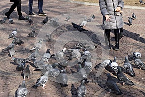 Kid feeds pigeons in the park