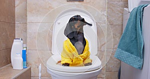 Kid funny puppy in clothes indulges builds grimaces faces while sitting toilet