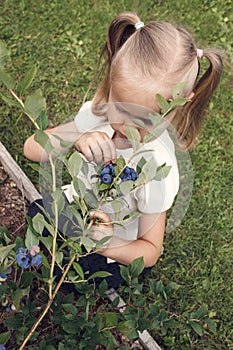 A kid in the garden harvests blueberries, top view.