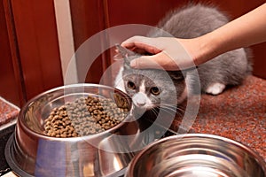 a kid gently stroking a lovely british shorthair cat