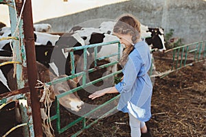 Kid girl feeding calf on cow farm. Countryside, rural living