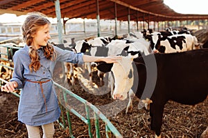 Kid girl feeding calf on cow farm. Countryside, rural living