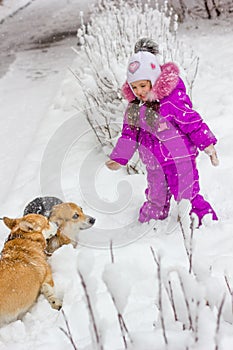 Kid girl playing with corgi dog on white snowy winter day.
