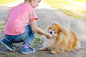 Kid girl training, playing with dog on the street. baby teaches spitz obedience. child walking with pet on a leash. spitz performi