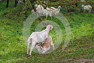 Kid goat nursing from mother in field