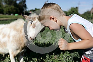 Kid and goat head butting photo