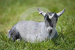 Kid goat