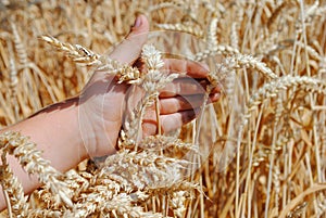Kid hand brushes ears of wheat