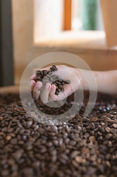 Kid hand holding roasted coffee beans