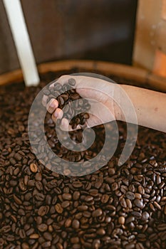 Kid hand holding roasted coffee beans