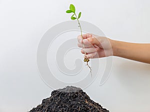 Kid hand holding young plant with pile of humus soil white background for concepts