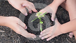 kid hand and parent planting growing a tree in soil on the garden together