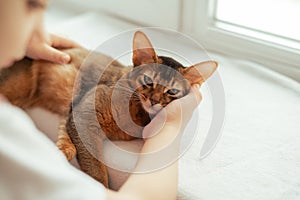 Kid hand petting a red somali breed kitten lying on the window