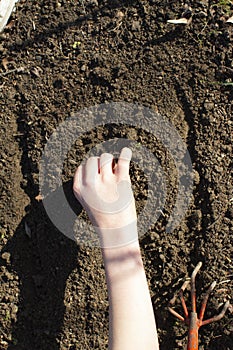 kid hand preparing soil to sow seeds - gardening top view