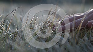 The kid hand touches to a frosty grass on a background light of the morning sun