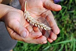 Kid hands hold an ear of wheat