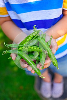 Kid hands holding green Peas