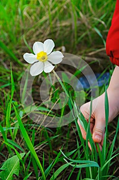 Kid hands to pluck a flower