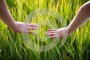 Kid hands with wheat ears