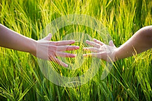 Kid hands in wheat ears