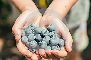 kid having a handful of a fresh picked-up blueberries