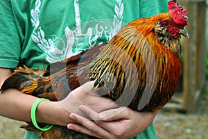 Kid holding beautiful rooster upclose