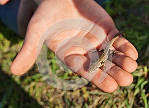 Kid holding a brown lizard