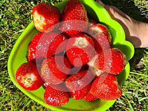 Kid holding fresh strawberries in organic strawberry farm in morning