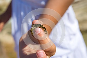 Kid holding little baby crab in hand during beach vacation