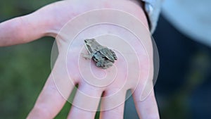 Kid holding little frog