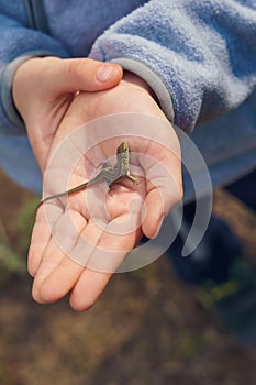 Kid holding a small brown lizard