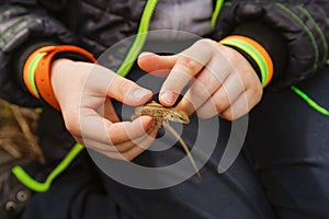 Kid holding a small brown lizard