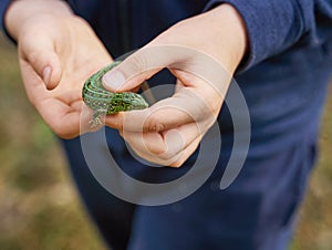 Kid holding a small green lizard