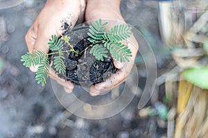 Kid holding young plant in hands on blur nature background. Ecology concept.