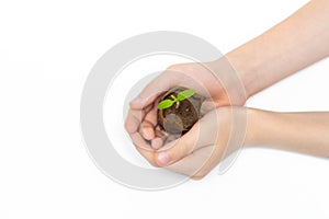 Kid holding young sprout of tomato. Child with green sprig in both hands. Earth day holiday concept. isolated on white