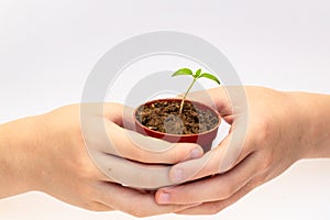 Kid holding young sprout of tomato. Child with green sprig in both hands. Earth day holiday concept.  on white