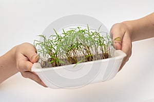 Kid holding young sprout of tomato. Child with green sprig in both hands. Earth day holiday concept.  on white