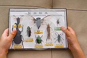 Kid holds box of insect specimens collection photo