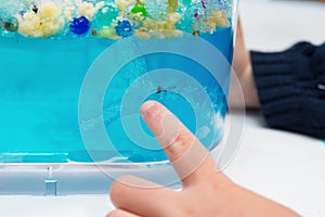 Kid looking at a transparent container with ant working