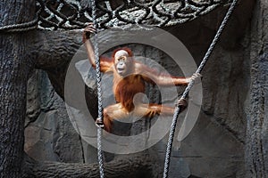 Kid of orangutan