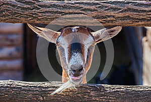 Kid peeping from behind a wooden fence and shows the language.