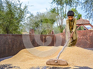 A kid piling wheat grains with wooden spade