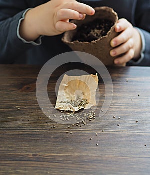 Kid planting seeds in peat pot