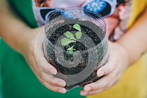 Kid planting vegetable sprout in a recycled plastic reused bottle. Concept for grow your own food at home for sustainable living.