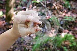 Kid`s Hand Holding Tiny Empty Snail Shell Outside in Forest