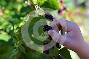 Kid's hand picking up blackberry