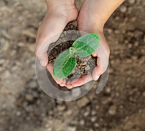 Kid`s hands holding a young plant. Close-up