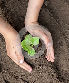 Kid`s hands holding a young plant. Close-up