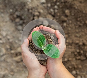 Kid`s hands holding a young plant. Close-up